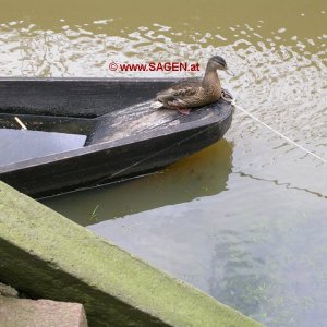 Nicht alle Enten lieben das Wasser