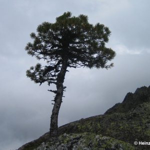 Baum am Gamskogel