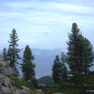 Zirben am Zirbenweg