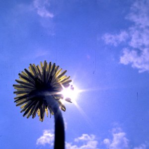 Ein kleiner Sonnenschirm