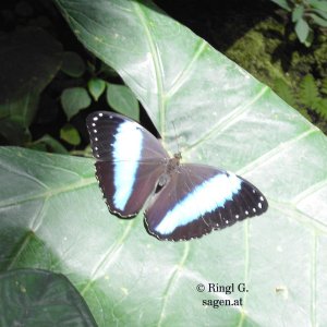 Schmetterling