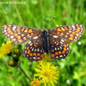 Schmetterling_1