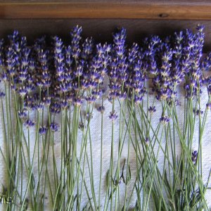 Herbes de Provence