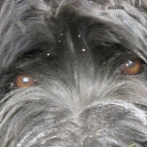 schau mir in die augen kleines