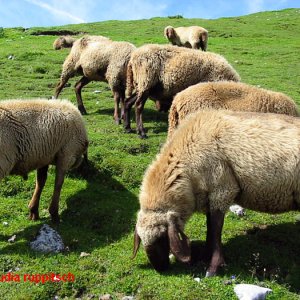 Schafe am Hafelekar