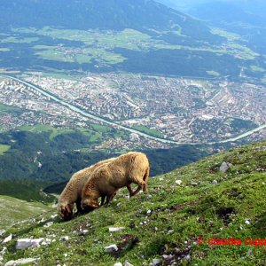 Innsbruck aus Sicht der Schafe am Hafelekar