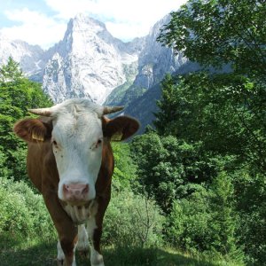Kuh im Kaisertal, Tirol