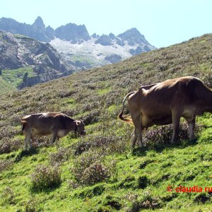 Kühe in Wattener Lizum, Tirol