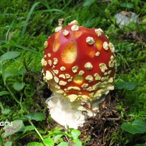 Fliegenpilz