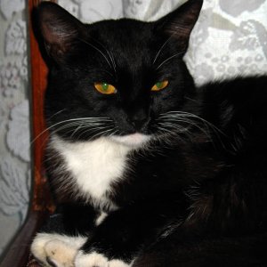 Kescha