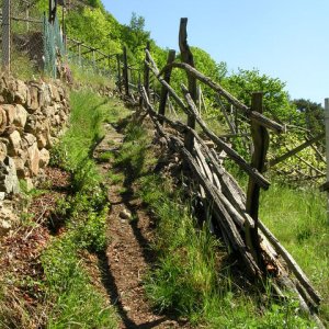 Weingarten, Südtirol