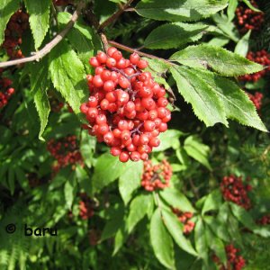 Roter Hollunder
