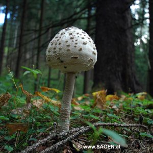 Schwammerl Parasol