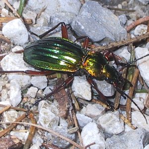 Carabus auronites