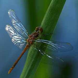 Langschläfer