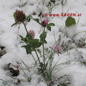 Grüner Klee im Schnee, Naturnser Sonnenberg