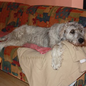 irischer wolfshund