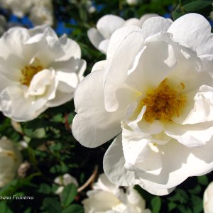 weiße Heckenrose