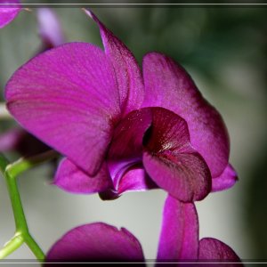 Lilac Beauty III