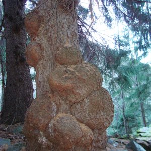 Medium 'Laune der Natur' in der Kategorie 'Bäume'