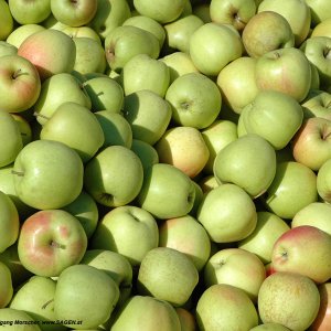 Golden Delicious