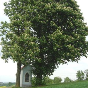 Österreich/Niederösterreich/Bezirk Amstetten/Stadt Haag