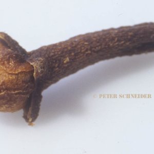 Gewürznelke