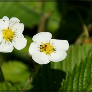 Blütenmeer