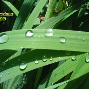 Regentropfen