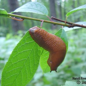 Schnecke