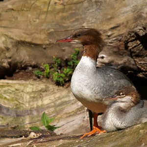 Gänsesäger