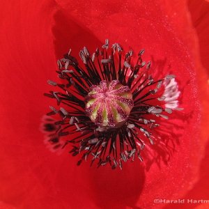 Klatschmohn