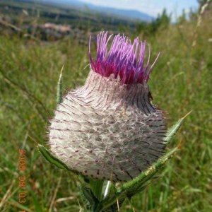 Sommerwiesenkönigin