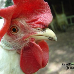 Medium 'Huhn' in der Kategorie 'Tiere'