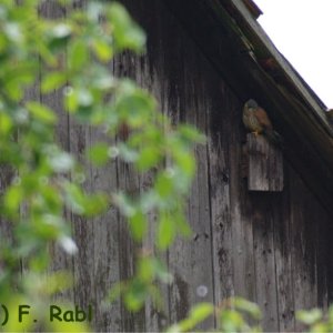 Falke im Regen