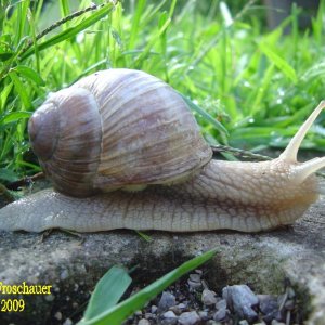Schnecke 2/2