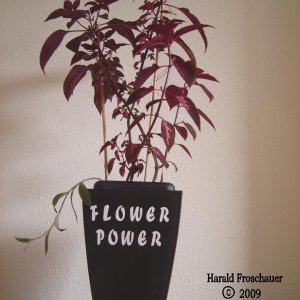 "Flower Power"