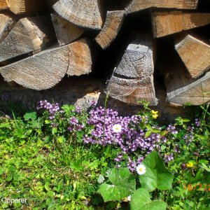 Brennholz mit Blumen