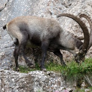 Steinbock