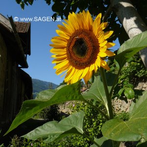 Bauerngarten vom Mauerbaumhof, Naturns