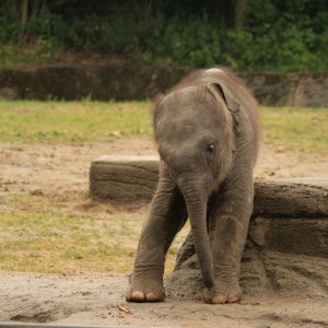 Rani - die Prinzessin 1 / 4