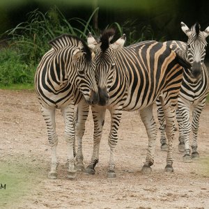 Chapman-Zebra