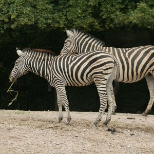 Chapman-Zebra