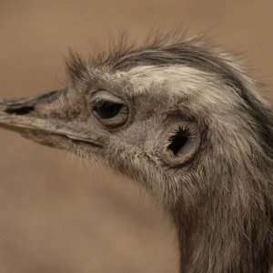 Nandu 1 / 6