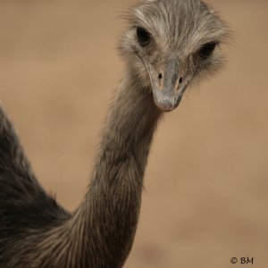 Nandu 2 / 6