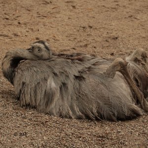 Nandu 3 / 6