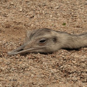 Nandu 6 / 6