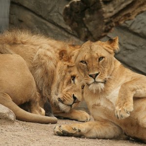 Löwen