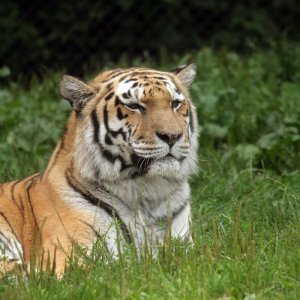 Sibirischer Tiger