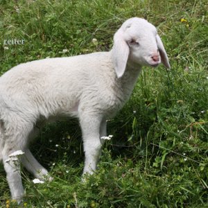lamm